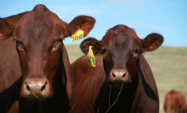 Cows and calves 4 - 7mths old